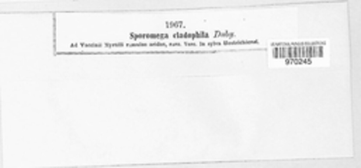 Terriera cladophila image